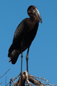 African openbill, Botswana, juv