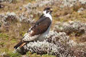 Augur buzzard, Ethiopia