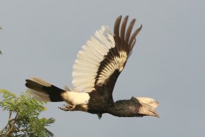 Black-and-white casqued hornbill, Uganda