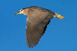 Black-cowned night-heron, Botswana