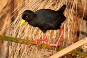 Black crake, Rwanda