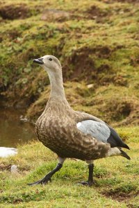 Blue-winged goose, Ethiopia