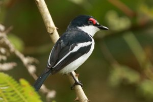 Brown-throated wattle-eye, Uganda