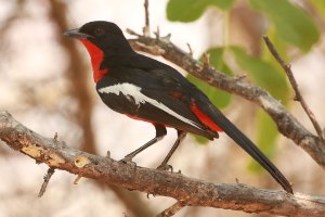 Crimson-breasted shrike, Namibia