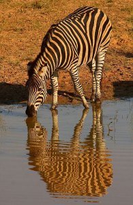 7-zebra-drinking