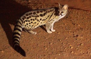 Large-spotted-genet