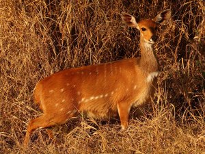 bushbuck