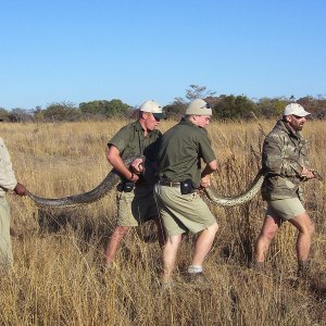 Snake rescue, 2008