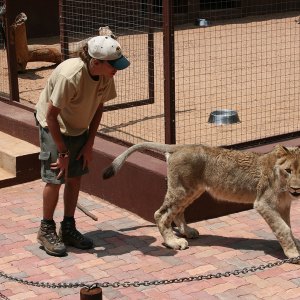 Captive-lions,-2009