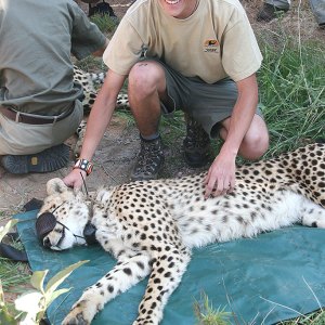 Cheetah-Darting-with-students