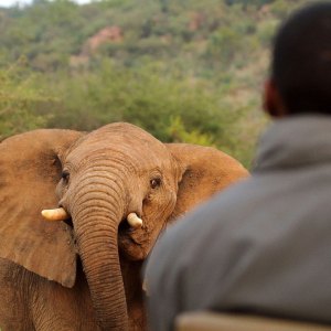 Guide-training,-Madikwe-Hills,-2012