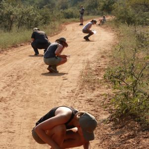 Tracking at Ngala, 2017