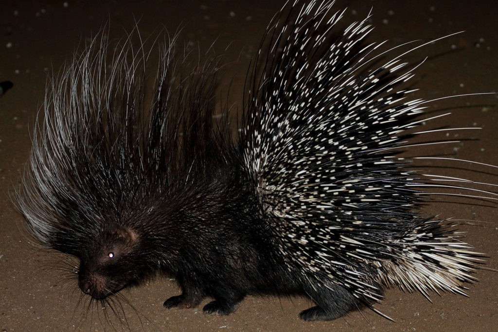 African porcupine - Nature Guide Training